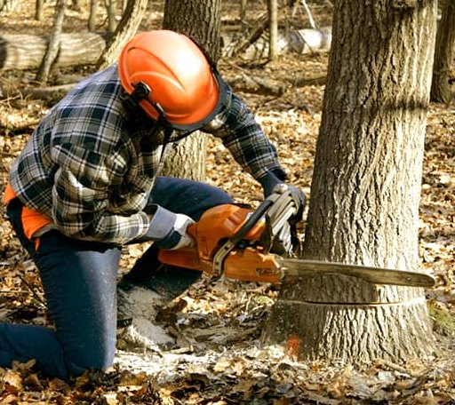 Tree Removal in Portsmouth, OH